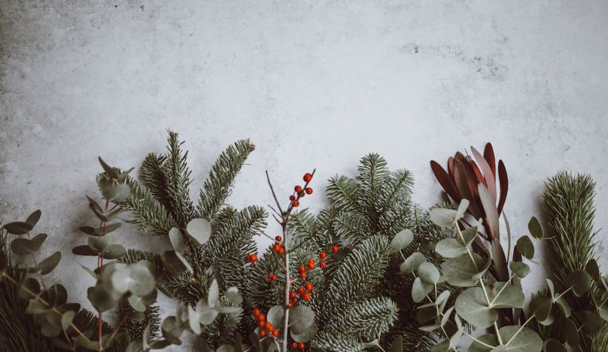 Christmas Japan - photo of green leafed plants