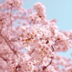 Cherry Blossom - pink flowers