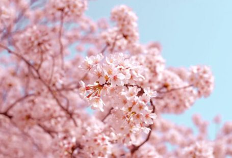Cherry Blossom - pink flowers