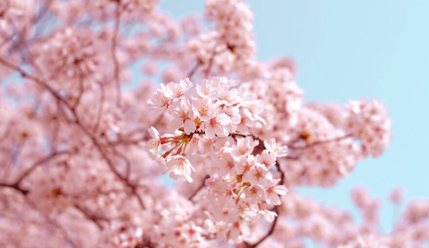 Cherry Blossom - pink flowers