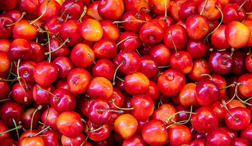 Cherry Significance - red berry lot