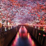 Japan Visa - canal between cherry blossom trees