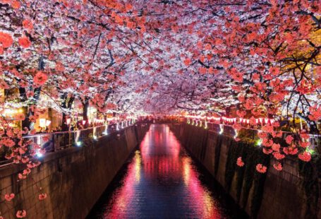 Japan Visa - canal between cherry blossom trees