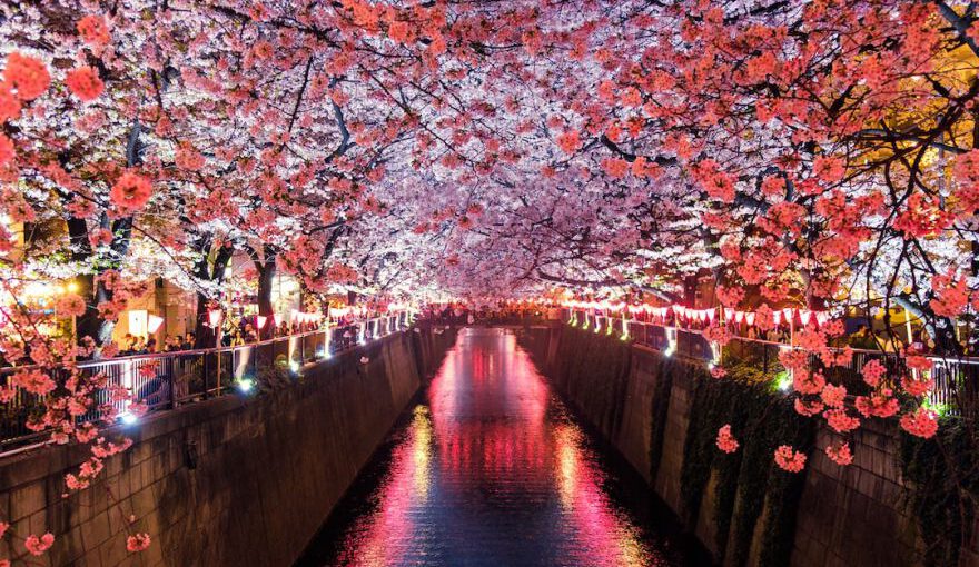 Japan Visa - canal between cherry blossom trees