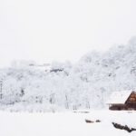 Rural Japan - snow-covered tree lot during daytime