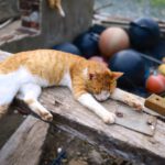 Cat Island - orange tabby cat lying on brown wooden plank during daytime photography