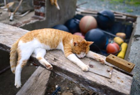 Cat Island - orange tabby cat lying on brown wooden plank during daytime photography