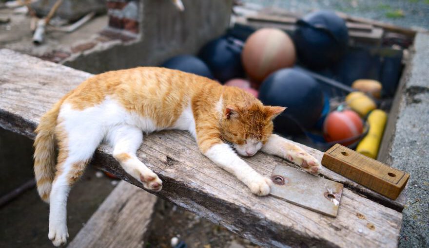 Cat Island - orange tabby cat lying on brown wooden plank during daytime photography